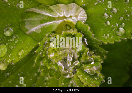 Eine Makroaufnahme von Wassertropfen auf Pflanze sammeln lässt. Stockfoto