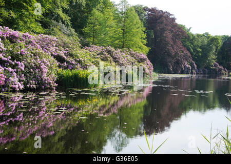 Rhododendren Iris und Bäume spiegeln im Wasser, im Naturschutzgebiet in der Nähe von Baarn in Holland Stockfoto