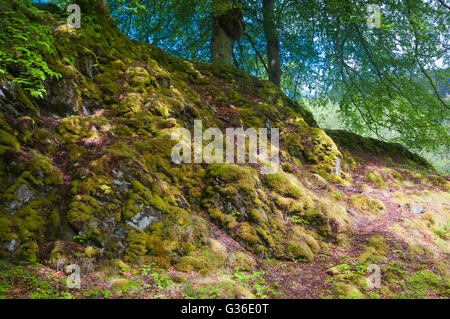 Moos bedeckt Baumwurzeln europäische Buche, Fagus Sylvatica, in die gefleckten Licht eines schottischen Highland-Holzes. Stockfoto