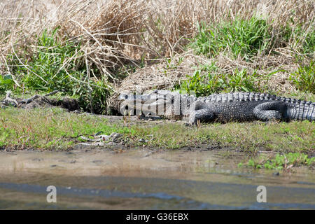 Nordamerika, USA, Florida, Myakka River State Park, Alligatoren am Ufer mit jungen neben den Stockfoto