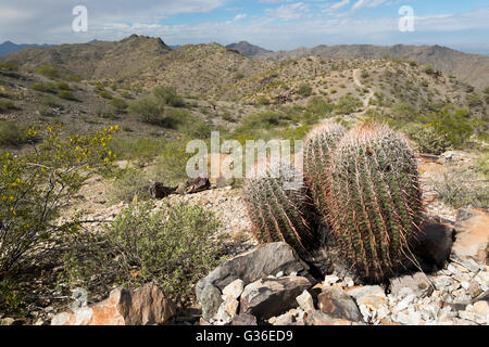Barrel Cactus wachsen große und gesunde entlang der National Trail. South Mountains Park, Arizona Stockfoto
