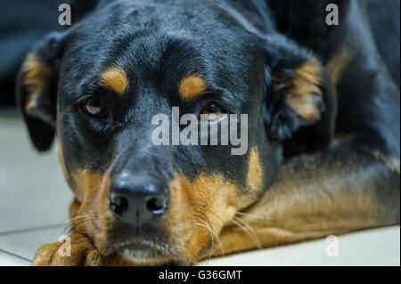 Die Labrottie ist kein Rassehund. Es ist ein Kreuz zwischen der Labrador Retriever und Rottweiler. T Stockfoto