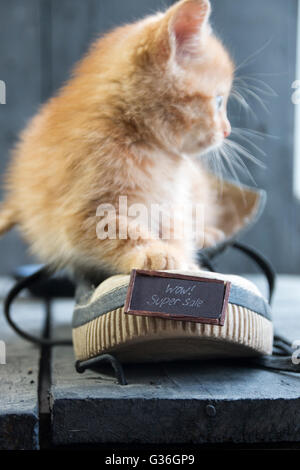 Super Idee für Verkauf oder Verkauf und Rabatte. Text und Kätzchen. Stockfoto