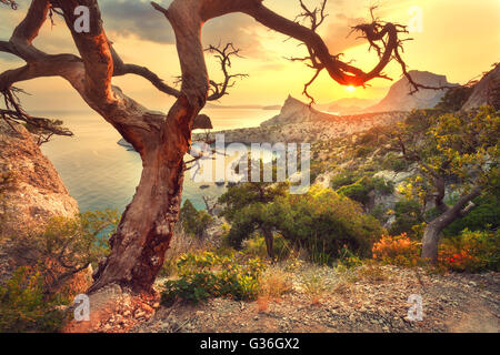Landschaft mit wunderschönen Blick auf Tal und alten Baum, blauer Himmel und Meer bei Sonnenaufgang Stockfoto