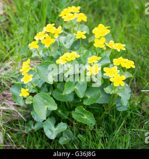 Sumpfdotterblume, Caltha palustris Pflanze und gelbe Blumen auf den Färöer Inseln Stockfoto