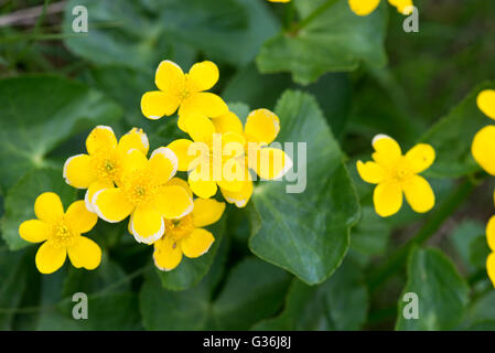 Marsh Marigold, Caltha Palustris Pflanzen- und gelben Blüten auf den Färöer Inseln Stockfoto