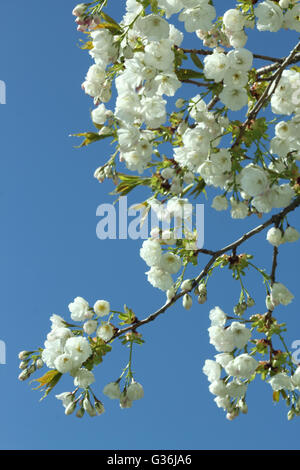 Eine große weiße Kirschbaum (Prunus Tai Haku) in voller Blüte an einem sonnigen Frühlingstag in den East Midlands in England UK Stockfoto