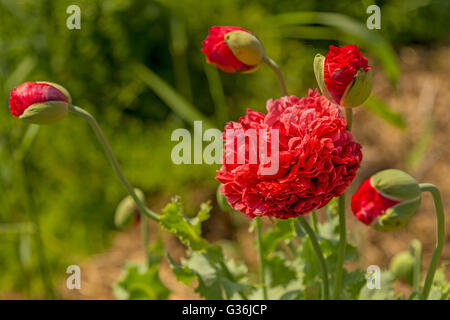 Papaver Somniferum, Schlafmohn, eine Pflanzenart in der Familie Papaveraceae, entlang einer Landstraße Blüte Blüte. Stockfoto