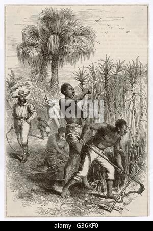 Sklaven arbeiteten auf eine West-indischen Zucker Plantation Datum: um 1870 Stockfoto