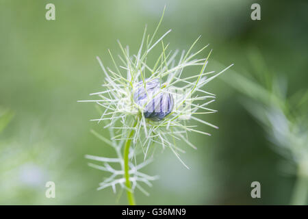 Nahaufnahme einer Nigella Sativa Knospe, bekannt als schwarzer Kreuzkümmel oder schwarzen Kümmel, mit geringen Schärfentiefe. Stockfoto