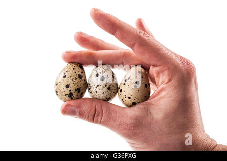 eine Hand hält einige Wachteln Eiern isoliert auf einem weißen Hintergrund Stockfoto
