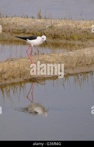 Stelzenläufer (Himantopus Himantopus) auf der Suche nach Nahrung in den Salzwiesen in Charente-Maritime Abteilung in Frankreich Stockfoto
