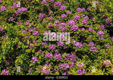 Lila Rhododendron Blüten blühen in einem englischen formalen Garten Stockfoto