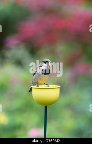 Passer Domesticus. Männlicher Haussperling Mehlwurm steht auf einer Farbe Tassen Vogelhäuschen in einen englischen Garten Stockfoto