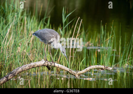 Junge juvenile Gret Reiher Stockfoto