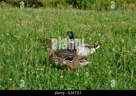 Wilde Enten in die blühende Wiese Stockfoto