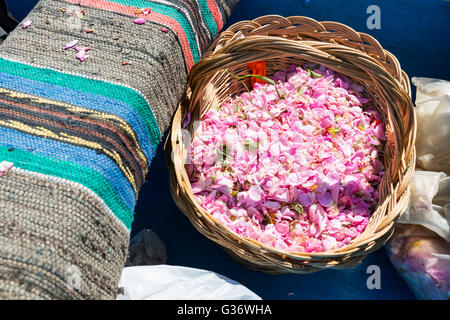 Rosa Rosenblüten in Korb während der rose Picking-Saison in Kazanlak, Bulgarien. Stockfoto