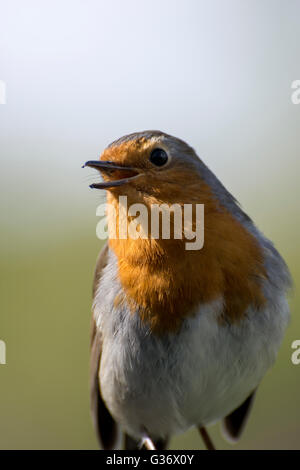 Nahaufnahme eines europäischen Rotkehlchen (Erithacus Rubecula) singen Stockfoto