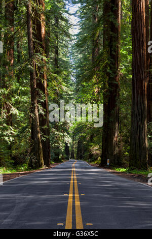 Historische US 101 schlängelt durch Redwood-Haine an der Avenue der Riesen in der Nähe von Weott, Kalifornien. Stockfoto