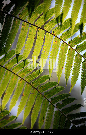 Gefleckten Sonne auf Farn Wedel Zealandia Karori Sanctuary, Wellington Stockfoto