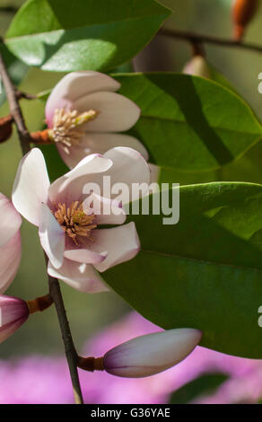 Michelia Fee BLUSH, Fairy Magnolie, immergrüne Michelia Hybrid, Stockfoto