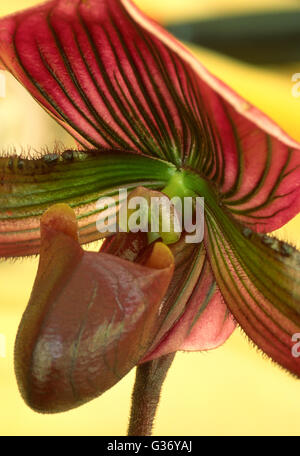 Orchideen, Paphiopedilum, Slipper Orchidee, Lady Slipper, Stockfoto