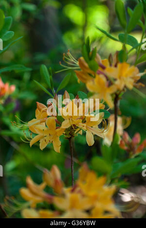 Rhododendron My Mary, gelb, native, Wald sommergrüne Azaleen Stockfoto