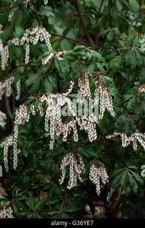 Pieris Japonica Dodd Crystal Cascade Falls Stockfoto