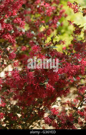 Ever Red®, Loropetalum, Loropetalum Chinense, "Chang Nian Hong" Stockfoto