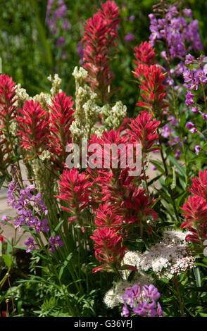 Castilleja SP. Indian Paintbrush, Stockfoto