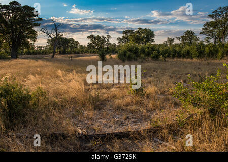 Sonnenuntergang an einer Wasserstelle in der Nähe von Nehimba in Hwange National park Stockfoto