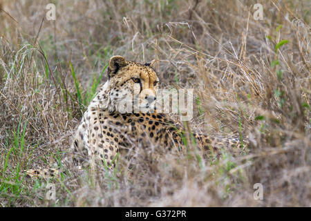 Gepard im Krüger-Nationalpark, Südafrika; Specie Acinonyx Jubatus Familie felidae Stockfoto