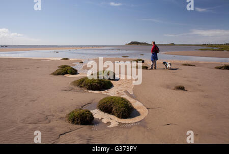 Wandern mit Hund entlang der Merse am Solway Firth. Sandy Bay in der Nähe von Annan Blick auf das Barnkirk Point- and -Criffel Stockfoto