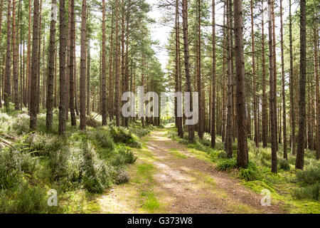 Sonne durch die Bäume auf einem Waldweg in Schottland Stockfoto