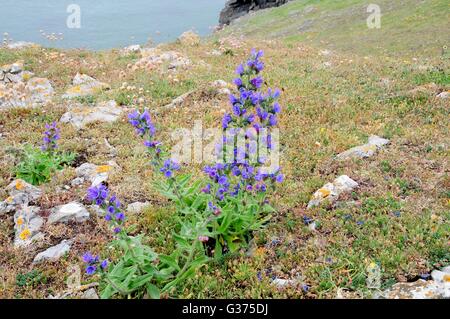 Viper Bugloss Blumen Adderwort Echium Vulgare auf der Pembrokeshire Coast path Stockfoto