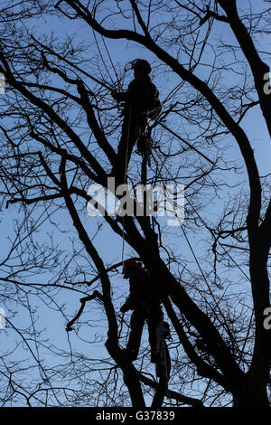 Trimmen, Abholzen von Bäumen, Holzfäller Stockfoto