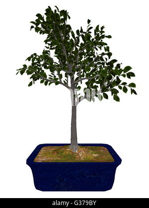 Europäische Buche, Fagus Sylvatica, Baum Bonsai isoliert in weißem Hintergrund - 3D render Stockfoto