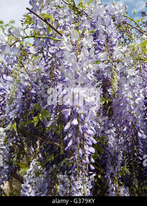 Blauregen; Wisteria Sinensis; Chinesische; Glyzine Stockfoto