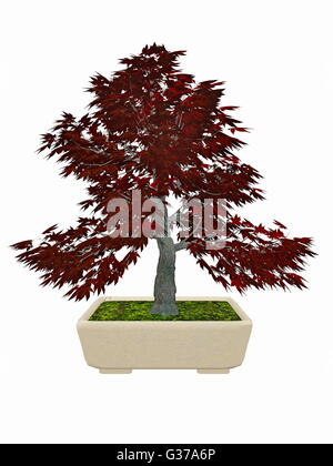 Japenese Ahorn, Acer Palmatum Baum Bonsai isoliert in weißem Hintergrund - 3D render Stockfoto