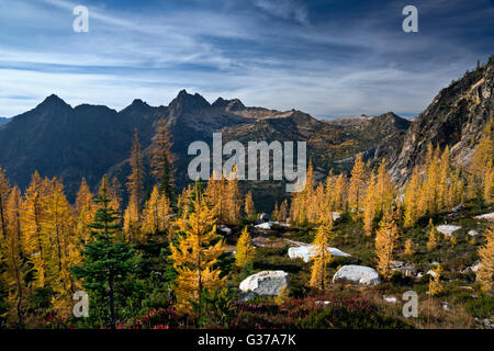 WA12727-00... WASHINGTON - Lärchen unter Liberty Bell und frühen Winter-Türme in den North-Cascades. Stockfoto