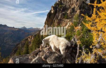 WA12735-00... WASHINGTON - Bergziege und Lärche Baum in Herbstfarben in den frühen Winter Türmen in den North-Cascades. Stockfoto