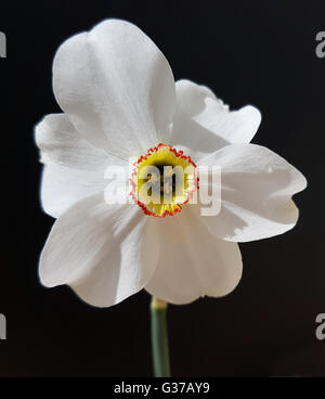 Dichternarzisse; Narcissus Poeticus; Variante recurvus Stockfoto