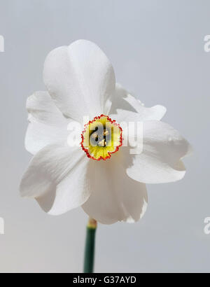 Dichternarzisse; Narcissus Poeticus; Variante recurvus Stockfoto