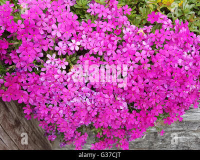 Polsterphlox, Moos-Phlox, Phlox Subulata, Zwerphlox Stockfoto