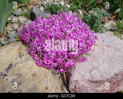 Polsterphlox, Moos-Phlox, Phlox Subulata, Zwerphlox Stockfoto