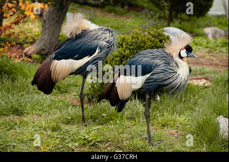 Grey gekrönte Kräne ((Balearica regulorum) Leben in Istanbul, Türkei Stockfoto