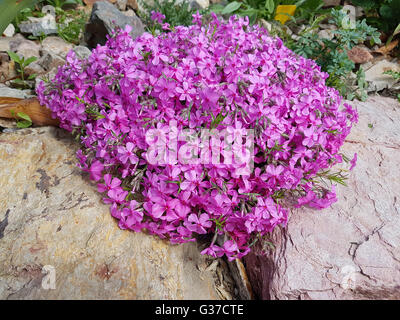 Polsterphlox, Moos-Phlox, Phlox Subulata, Zwerphlox Stockfoto