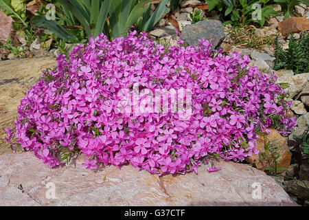 Polsterphlox, Moos-Phlox, Phlox Subulata, Zwerphlox Stockfoto