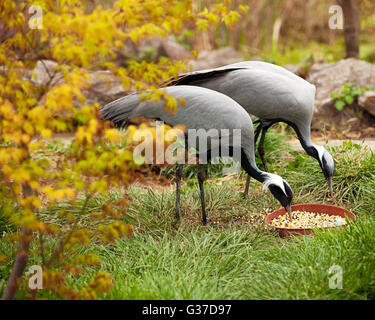 Demoiselle Kräne (Anthropoides Virgo) Fütterung Stockfoto