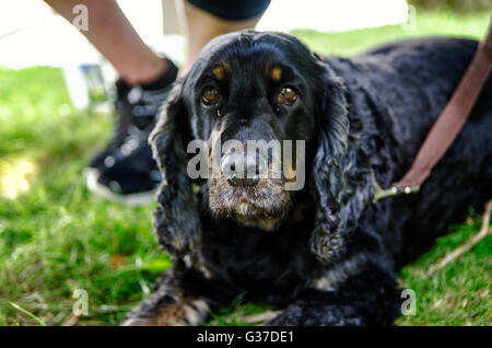 Hund im Freien in Landschaft, Cocker Spaniel, schwarz Stockfoto